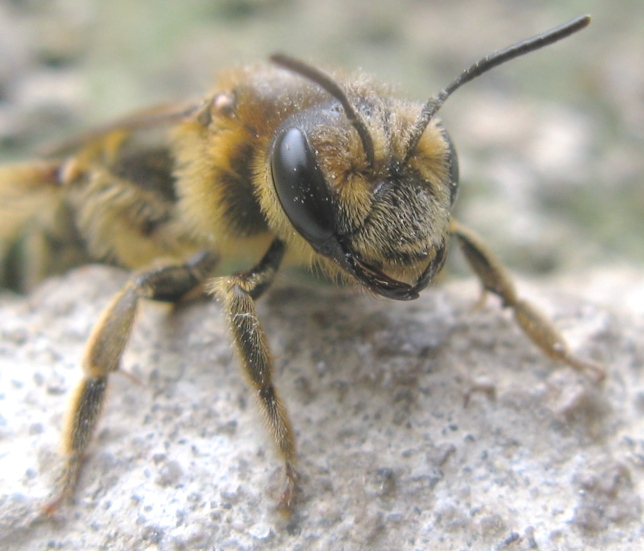 femmina di Andrena flavipes (Apidae Andreninae)