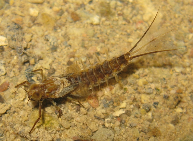 Larve di Siphlonurus di Acquapendente (VT)