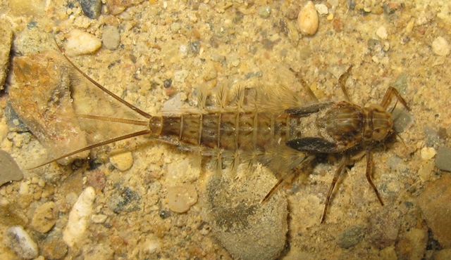 Larve di Siphlonurus di Acquapendente (VT)