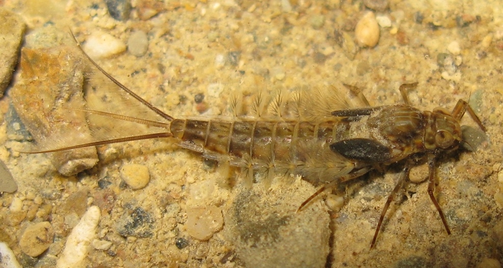 Larve di Siphlonurus di Acquapendente (VT)