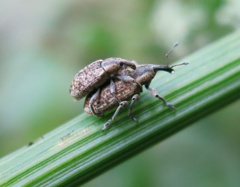 Hypera rumicis - Curculionidae