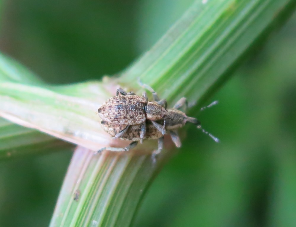 Hypera rumicis - Curculionidae