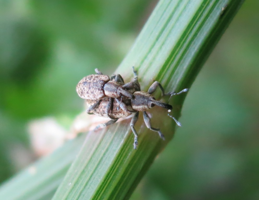 Hypera rumicis - Curculionidae