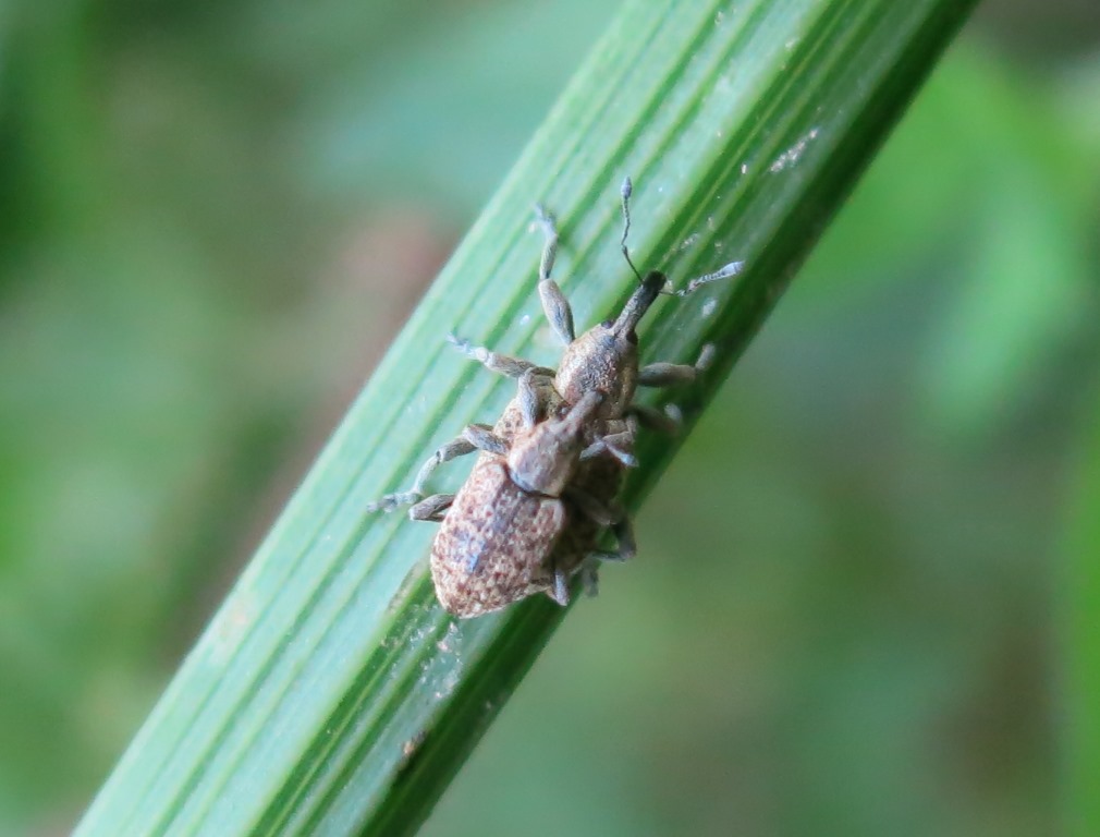 Hypera rumicis - Curculionidae