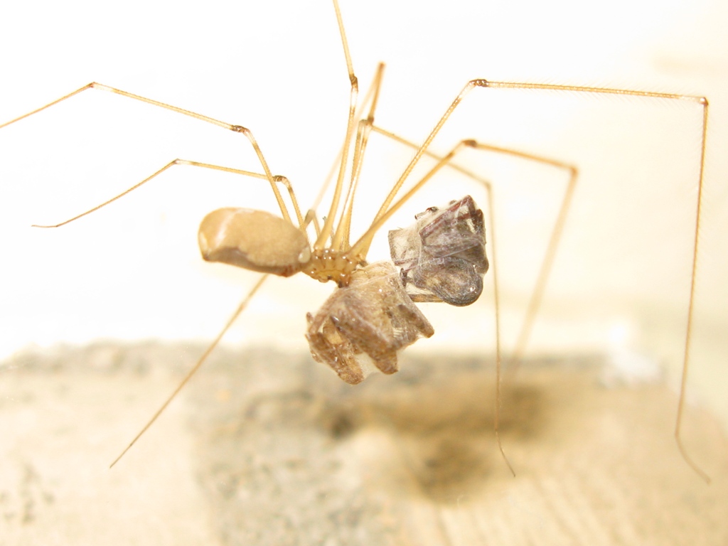 Zoropsis cf. spinimana - Acquapendente (VT)