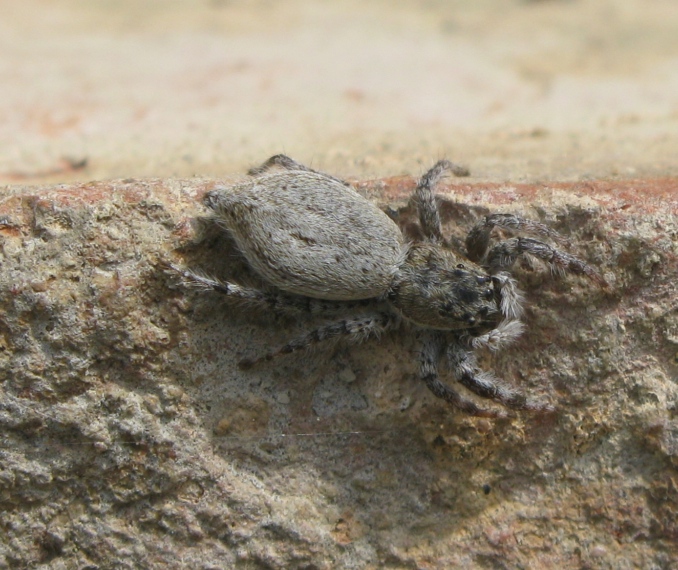 Menemerus sp. - Acquapendente (VT)