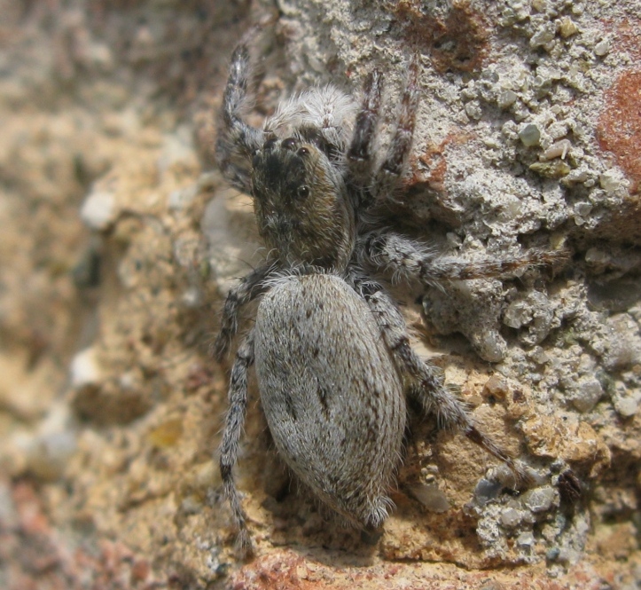 Menemerus sp. - Acquapendente (VT)