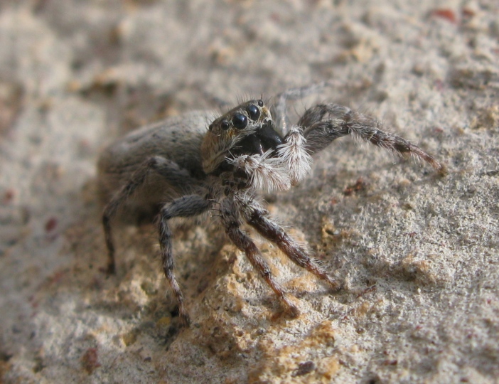 Menemerus sp. - Acquapendente (VT)