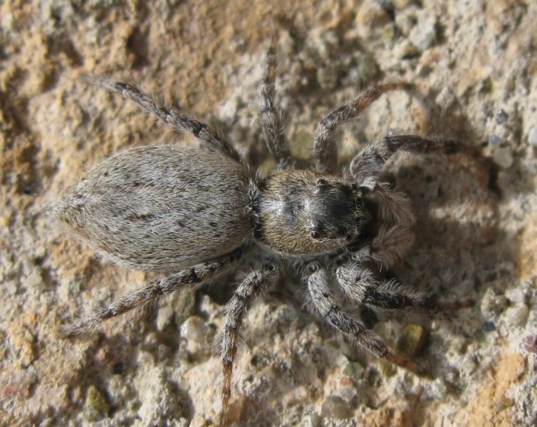 Menemerus sp. - Acquapendente (VT)