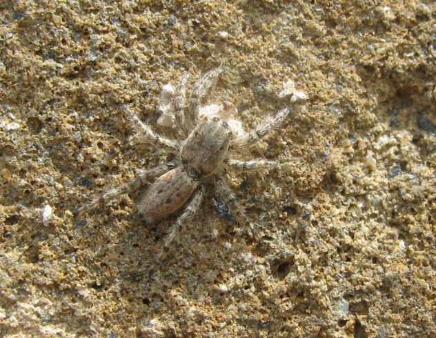 Menemerus sp. - Acquapendente (VT)