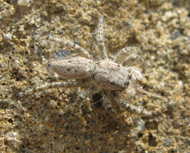 Menemerus sp. - Acquapendente (VT)