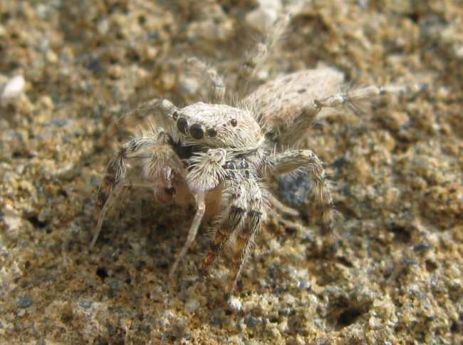 Menemerus sp. - Acquapendente (VT)