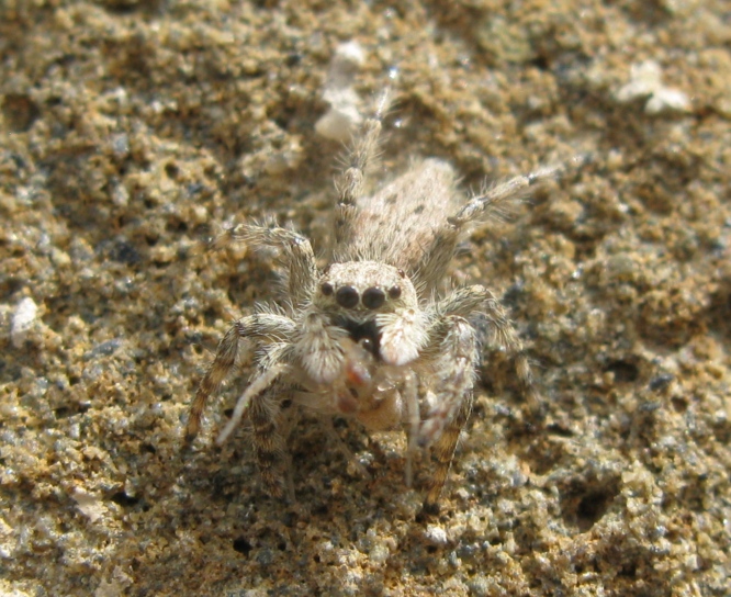 Menemerus sp. - Acquapendente (VT)