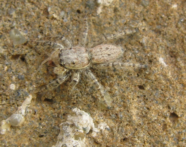 Menemerus sp. - Acquapendente (VT)