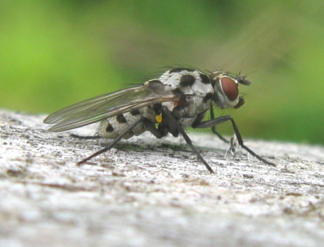 Anthomyiidae da determinare?