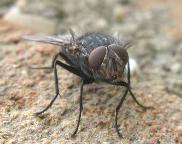 Calliphoridae da determinare ?