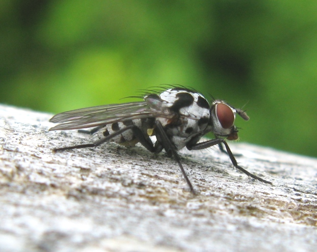 Anthomyiidae da determinare?