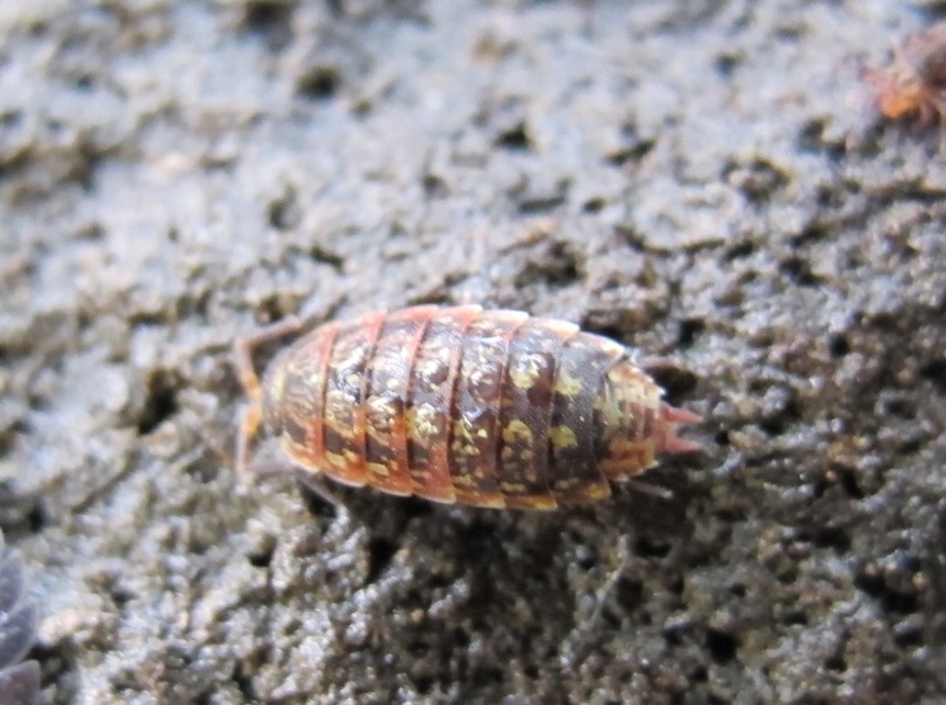Isopode da identificare: Porcellio