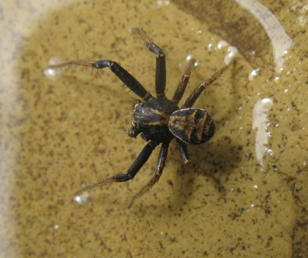 Xysticus sp. - Acquapendente (VT)