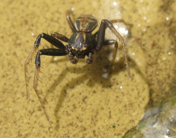 Xysticus sp. - Acquapendente (VT)