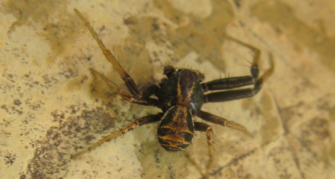 Xysticus sp. - Acquapendente (VT)