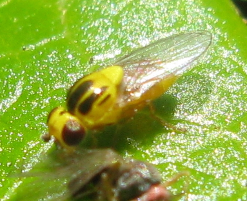 Chloropidae da determinare ?