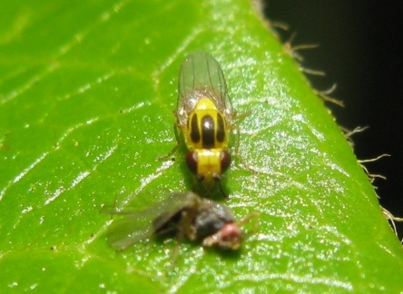 Chloropidae da determinare ?