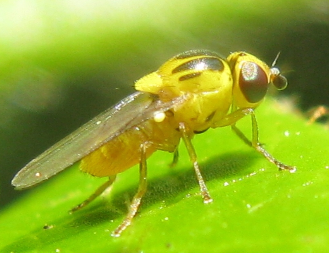 Chloropidae da determinare ?