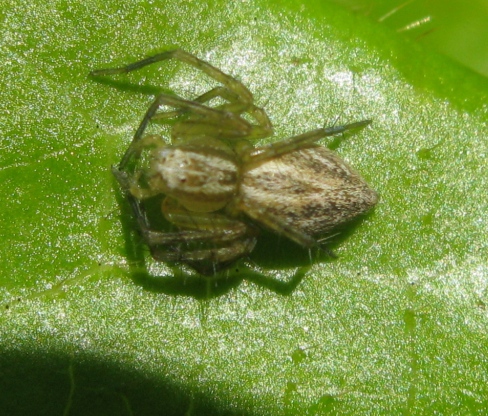 Oxyopes lineatus - Acquapendente (VT)