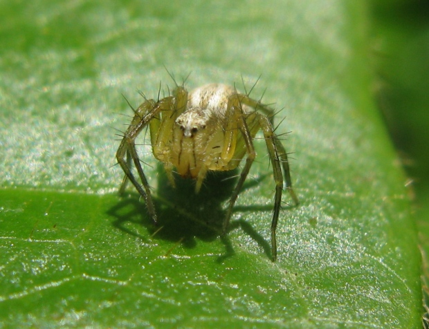 Oxyopes lineatus - Acquapendente (VT)