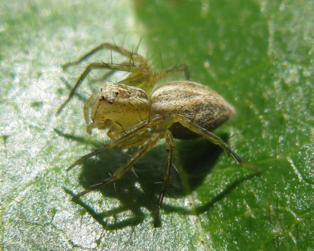 Oxyopes lineatus - Acquapendente (VT)