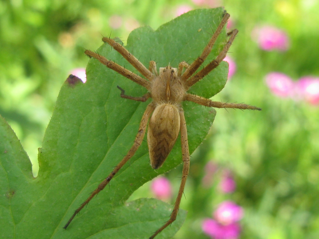 Pisaura sp. - Acquapendente (VT)