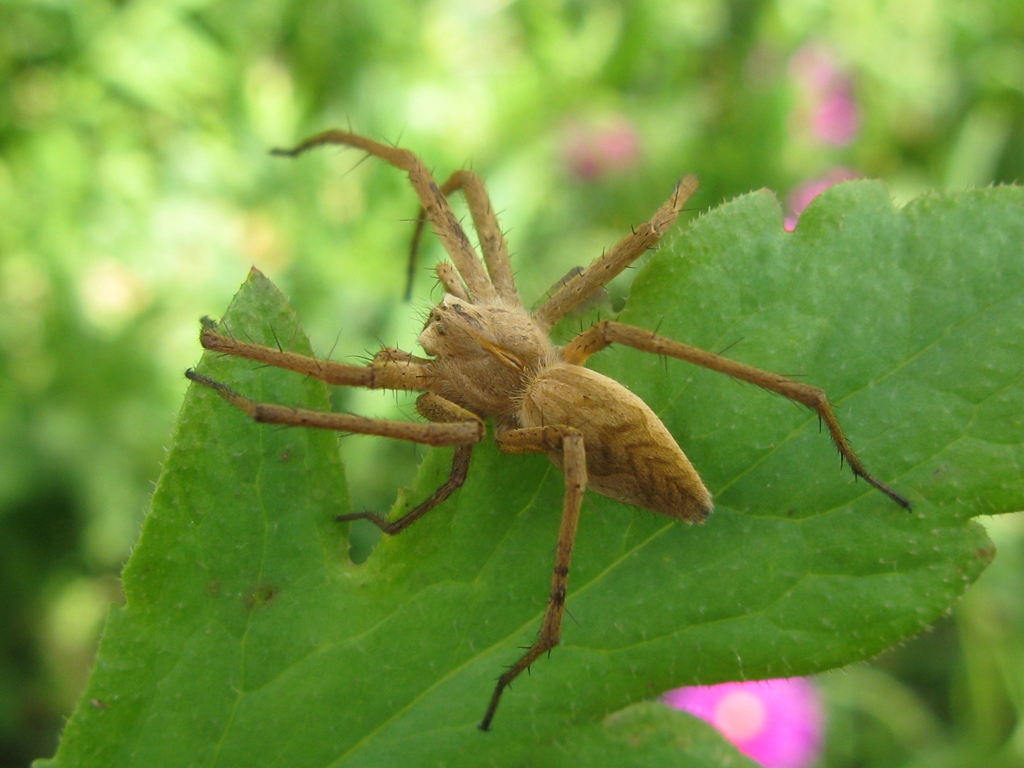 Pisaura sp. - Acquapendente (VT)