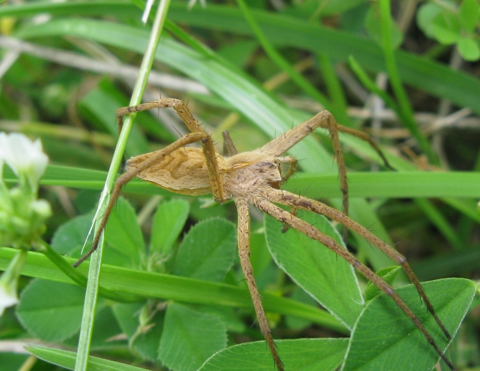 Pisaura sp. - Acquapendente (VT)