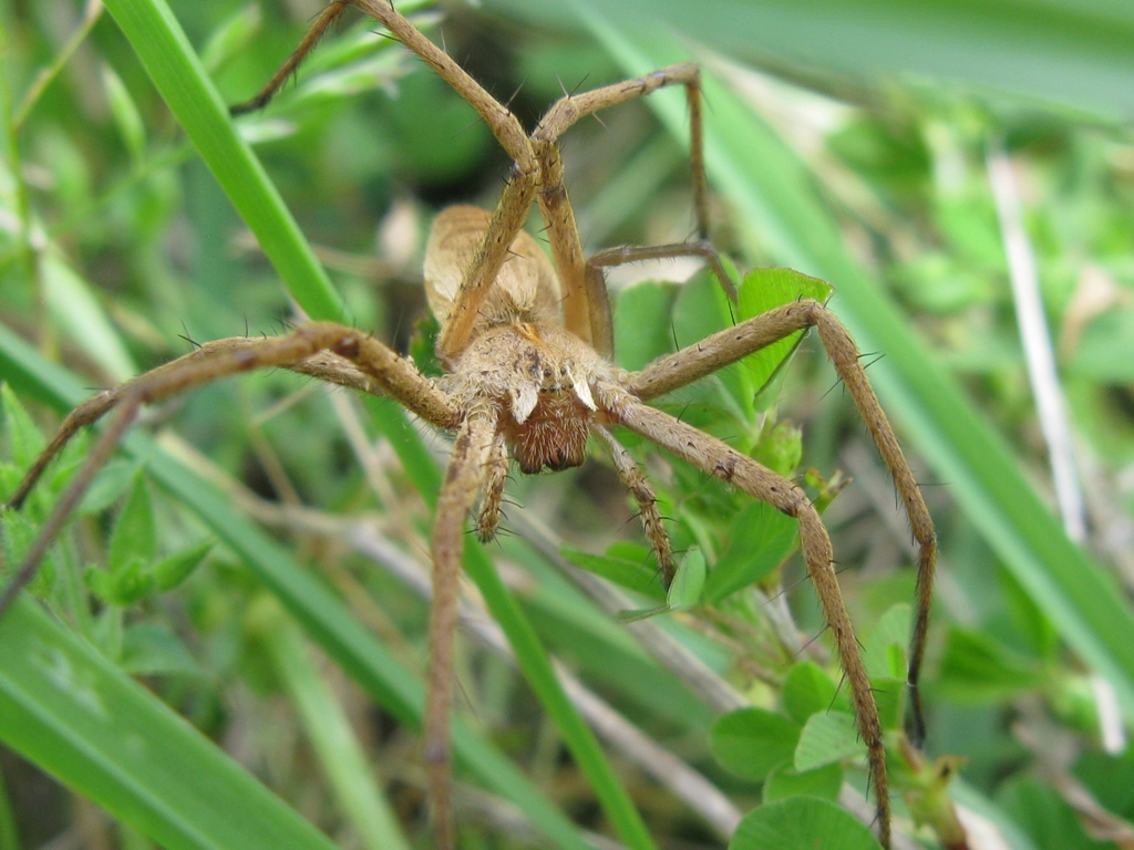 Pisaura sp. - Acquapendente (VT)