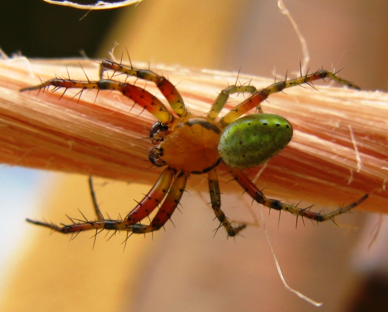 Araniella sp. - Acquapendente (VT)