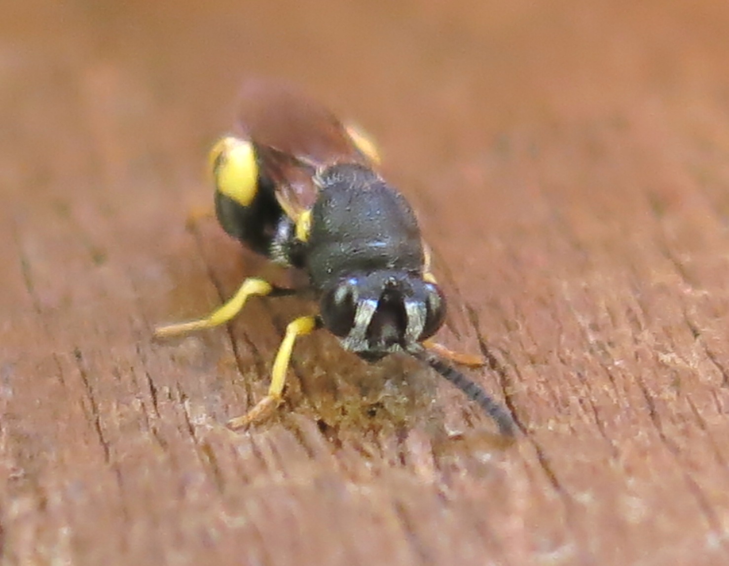 Chalcididae - Brachymeria femorata???