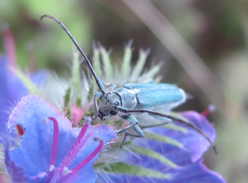 Cerambycidae - Opsilia coerulescens