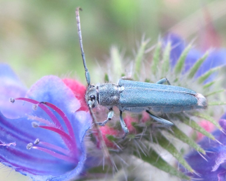 Cerambycidae - Opsilia coerulescens