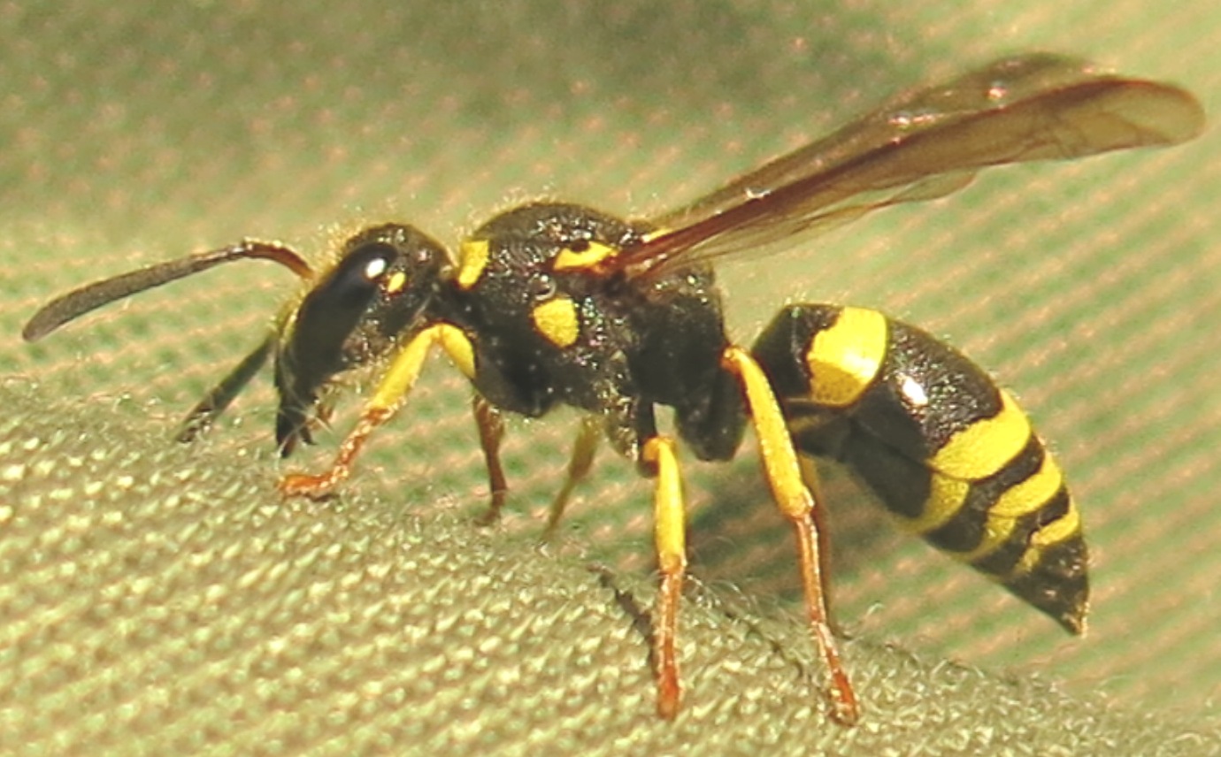 Ancistrocerus longispinosus, Vespidae Eumeninae