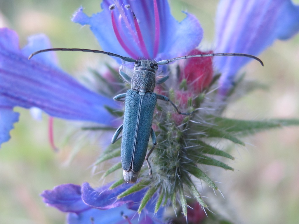 Cerambycidae - Opsilia coerulescens