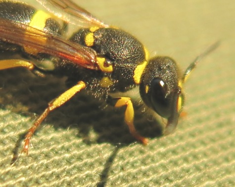 Ancistrocerus longispinosus, Vespidae Eumeninae