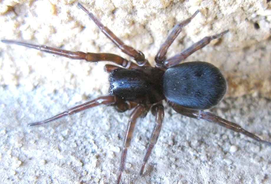 Gnaphosidae? No. Amaurobius cf. erberi - Acquapendente (VT)