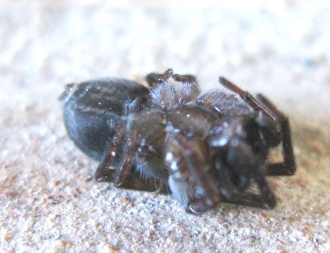 Gnaphosidae? No. Amaurobius cf. erberi - Acquapendente (VT)