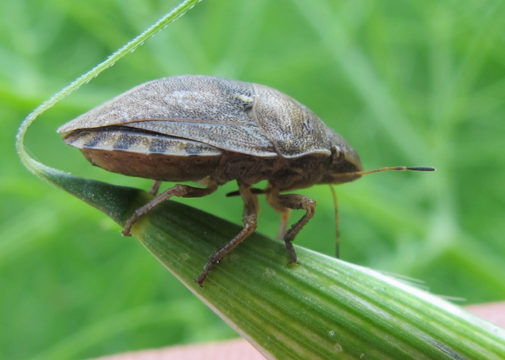 Scutellaridae: Eurygaster maura ed Eurygaster testudinaria