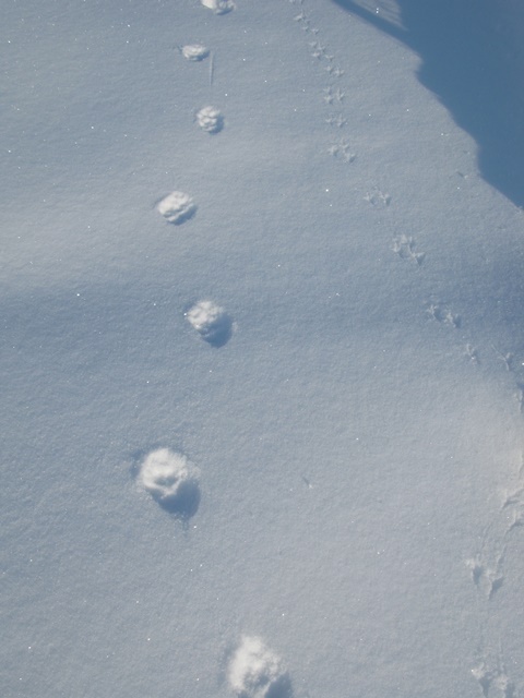 Help! Orme sulla neve da riconoscere