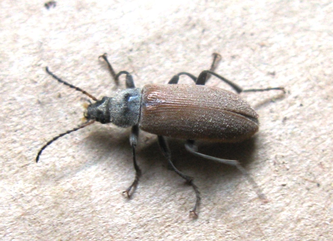 Tenebrionidae da determinare ? - Megischia curvipes