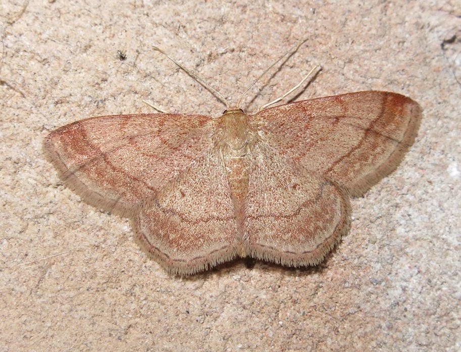 Geometridi da identificare - Scopula rubiginata