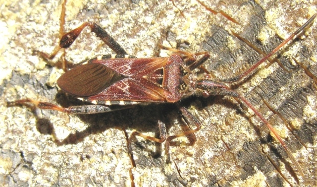 Reduvidae...No.  Leptoglossus occidentalis