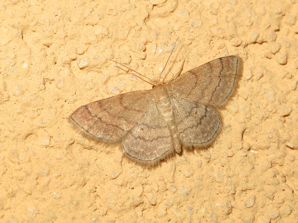 Geometridi da identificare - Scopula rubiginata